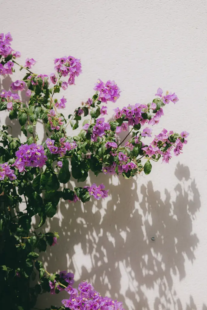Bougainvillier en fleurs contre un mur blanc, ses ombres portées sur l’enduit